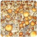 Псилоцибиновые (галлюциногенные)  грибы Psilocybin "Golden Teacher" в Лосино-Петровском