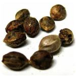 Семена марихуаны АК-47  (Seeds AK-47) в Лосино-Петровском